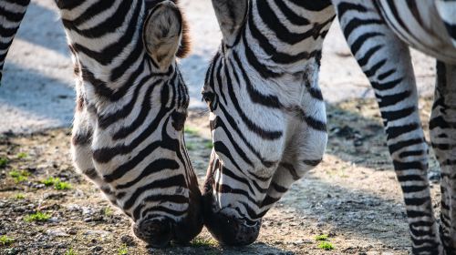 済南野生動物園（ジーナン・ワイルドライフパーク）