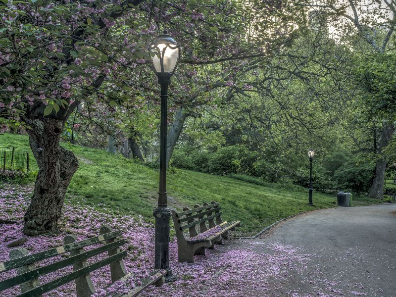 Sakura Mountain Scenic Spot