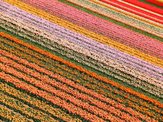 Tulip Garden