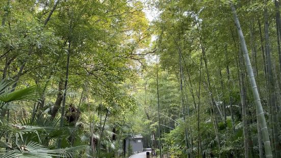 风景区风景很不错，有一条竹林小道，沿着竹林中的栈道走一圈下来