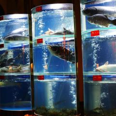 红运砂锅鱼头(新津店) User Photo