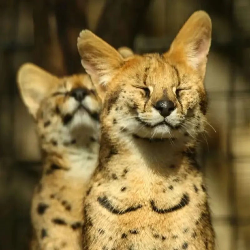 上海動物園