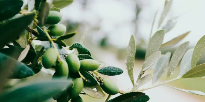 Bricco Ristorante Italiano