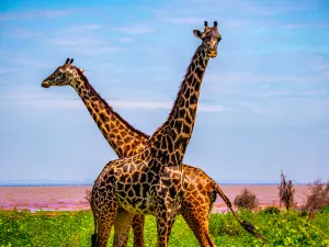 Parco nazionale del lago Manyara