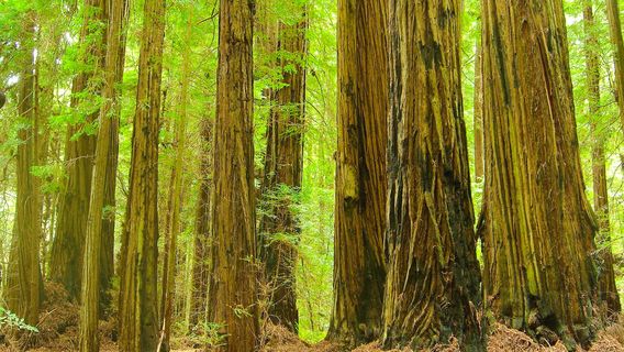 The Skunk Train & Rail Bikes