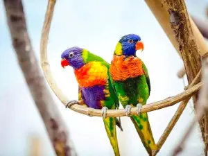 Hainan Tropicalbird Park