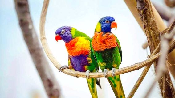 Hainan Tropicalbird Park