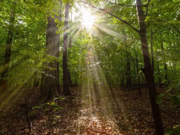 Sacred Grove
