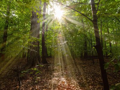 Sacred Grove