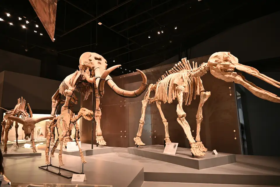2_Chengdu Natural History Museum