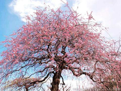 Expo 70 Commemorative Park Plum Festival | Expo ’70 Commemorative Park
