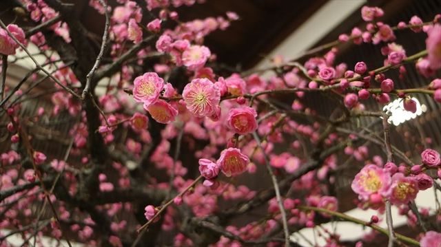 天滿天神梅花節 | 大阪