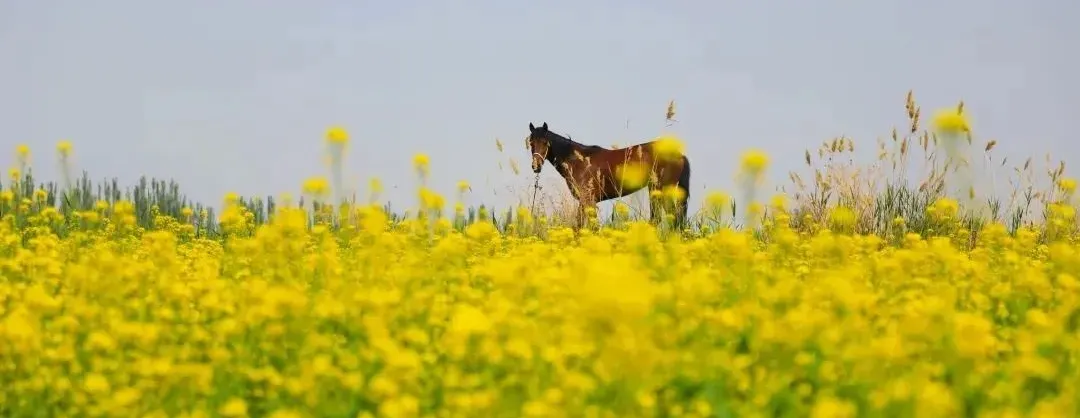 Fioriture Primaverili