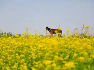 博斯騰湖
