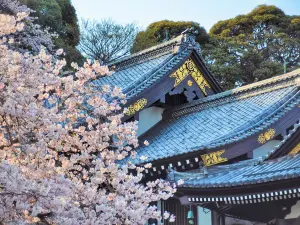 Hasedera