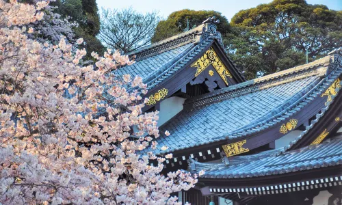 Hasedera
