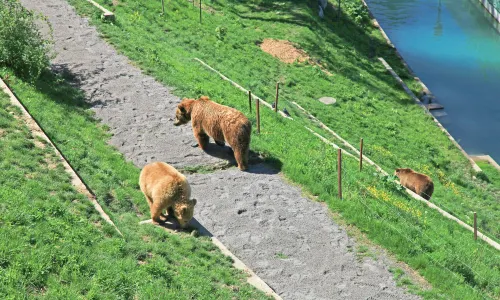 BearPark