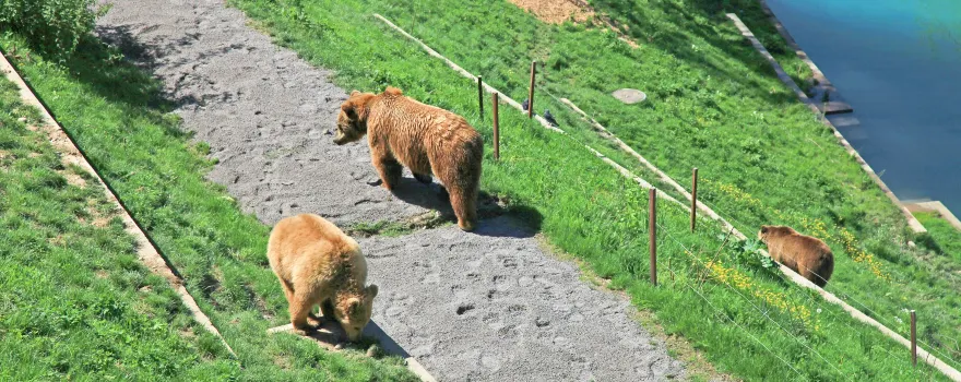 BearPark