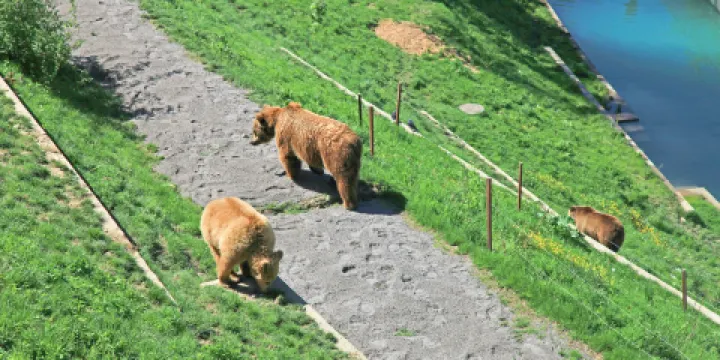 伯爾尼熊公園