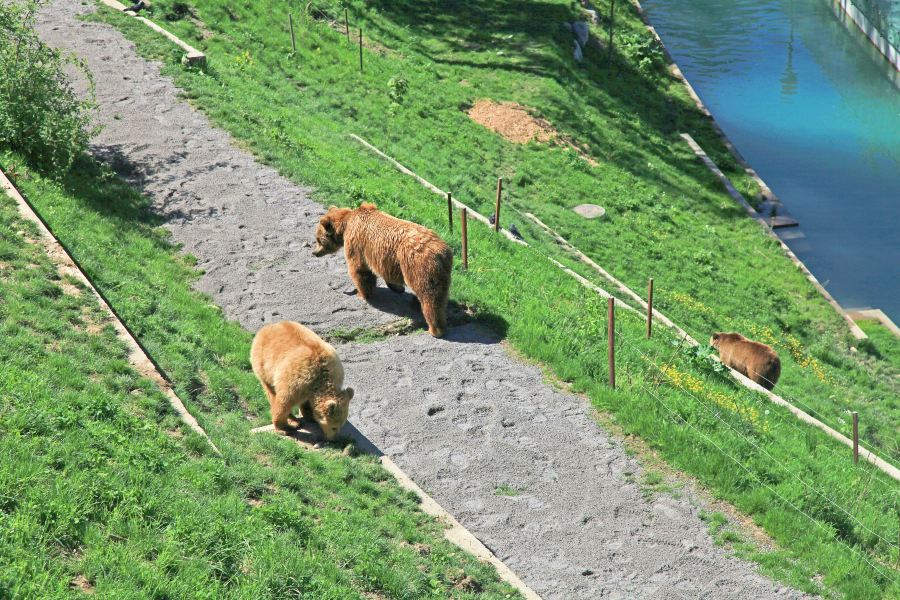 伯爾尼熊公園