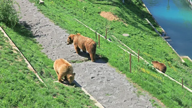 伯爾尼熊公園