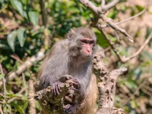 Xishuangbanna Wildlife Park