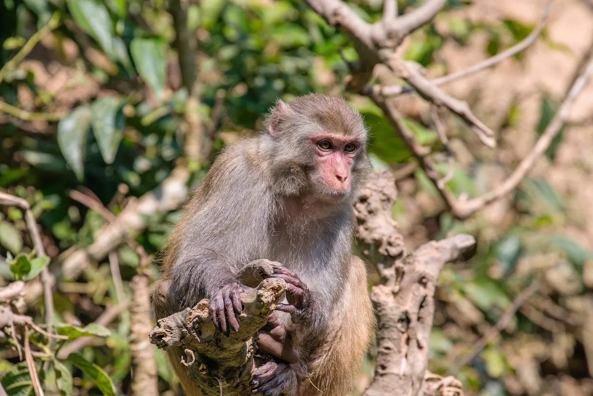 4_西雙版納野生動物園