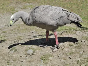 Willowbank Wildlife Reserve