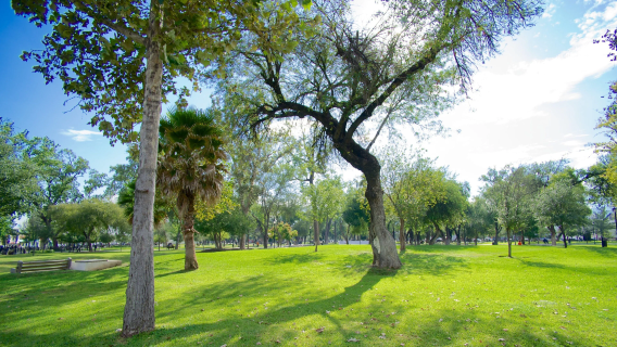 Alameda Monterrey