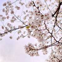 代々木公園の桜
