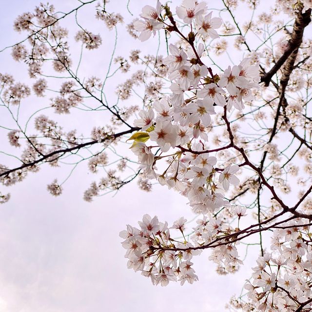 代々木公園の桜