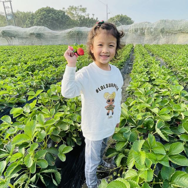 #親子游#快閃去咗朗屏士多啤梨葡萄園摘漿果