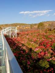 Camellia Valley, Dali