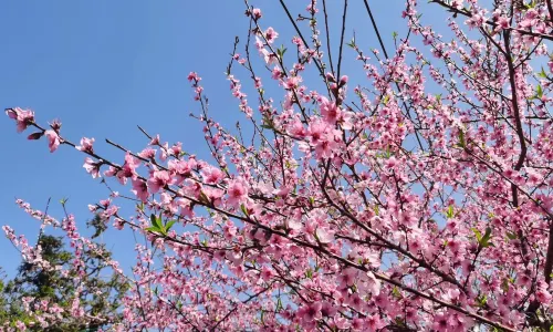 Pingxiang Wugong Mountain Scenic Area