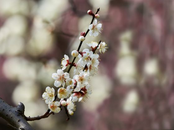 Taipin Sakura Garden, Yongfu Town