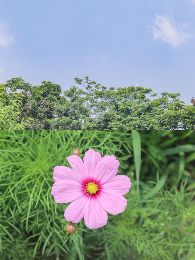 德清下渚湖濕地公園