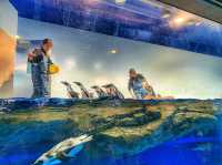【唔止水族館咁簡單｜融合燈光、聲音及影像特色水族館】