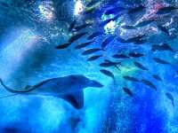 【唔止水族館咁簡單｜融合燈光、聲音及影像特色水族館】