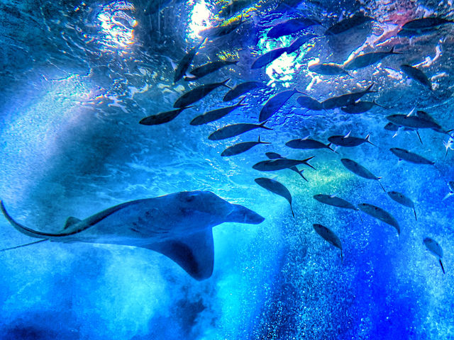 【唔止水族館咁簡單｜融合燈光、聲音及影像特色水族館】