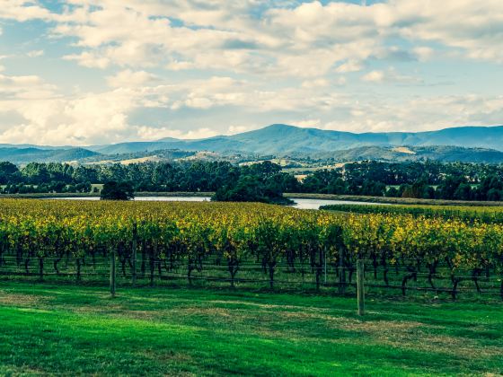 Yarra Valley & The Dandenongs