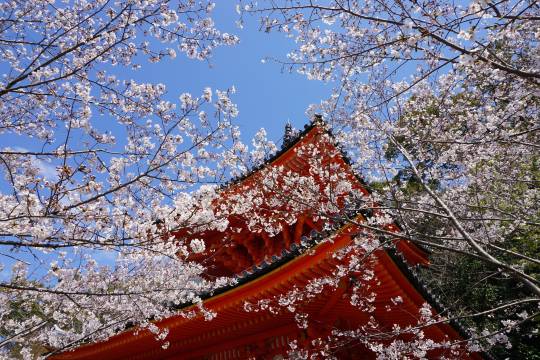 日本大阪+黑潮市場+紀三井寺+和歌浦天滿宮+和歌山城一日遊