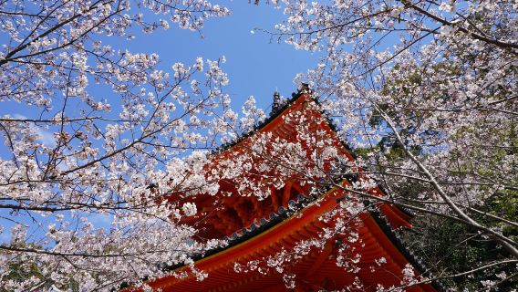 和歌山市日遊