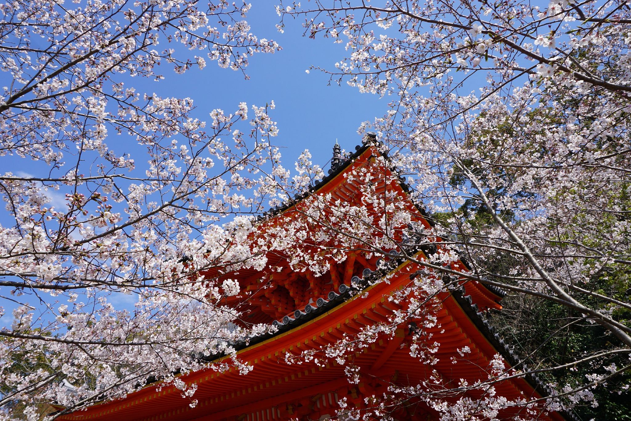 和歌山市+紀州東照宮+紀三井寺+黑潮市場一日遊【中文司機】