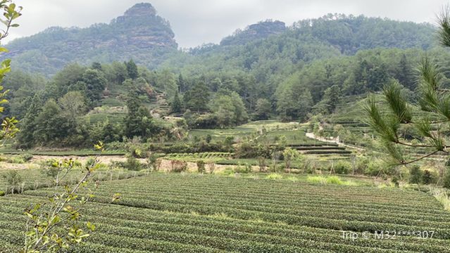 Yanzike Ecological Tea Garden Demonstration Base