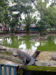 Taman Buaya Indonesia Jaya