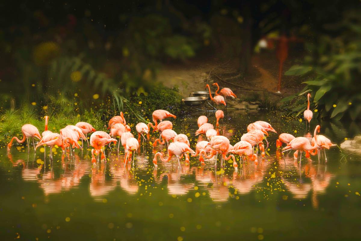 廣州動物園門票與攻略