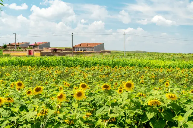 Sunflower Viewing in Ulanqab