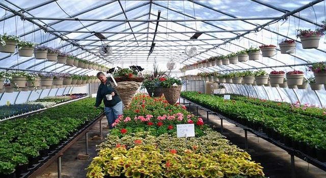 Ray's Greenhouse