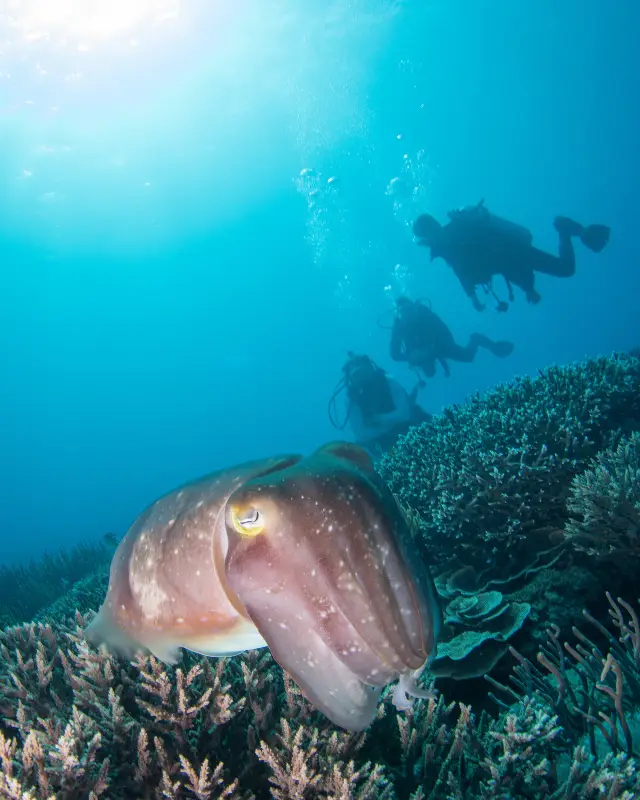 Scuba Diving in Komodo