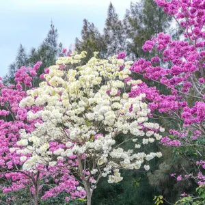 天水圍公園